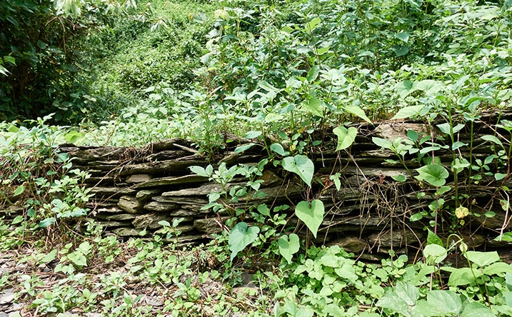 Many flat rocks stacked to make a wall - very old - vines growing around it 