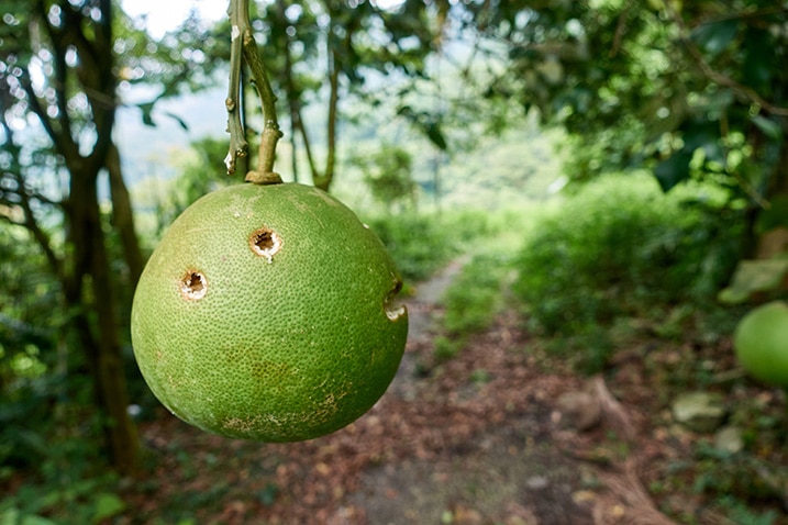 Pomelo hanging from tree - three bullet holes in pomelo - above road