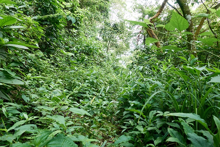 Overgrown mountain trail