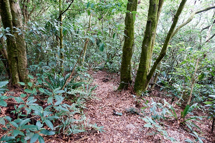 Trail down a mountain ridge - trees and many plants