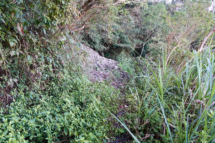 Small landslide - trail - lots of plant growth