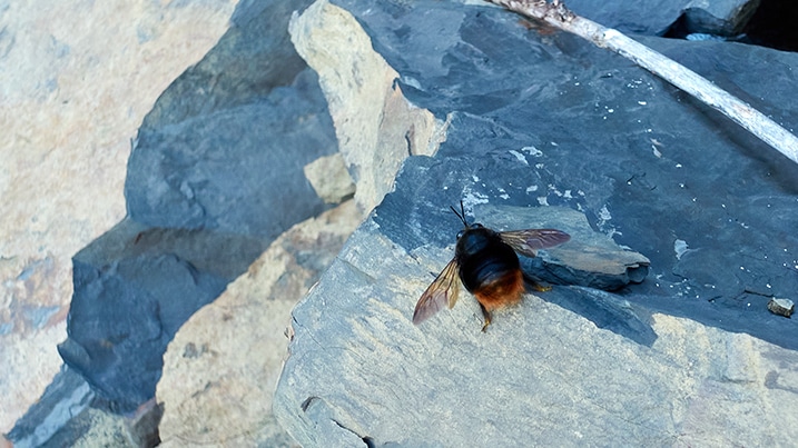 Fat bumblebee on stone