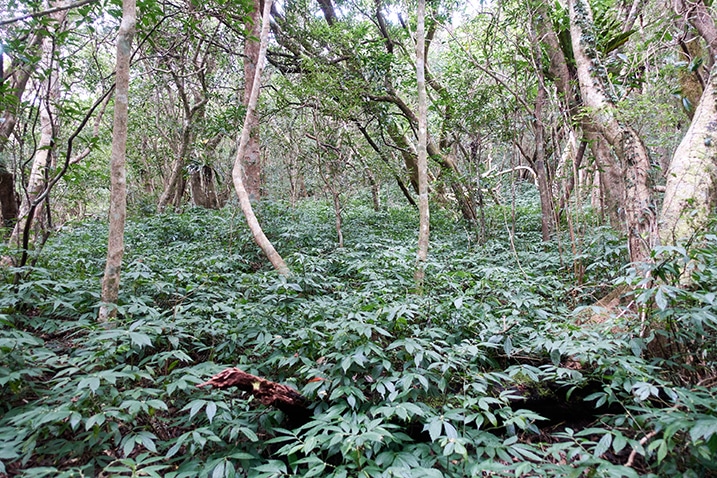 Mountain forest - many thin trees and ground covered with plants