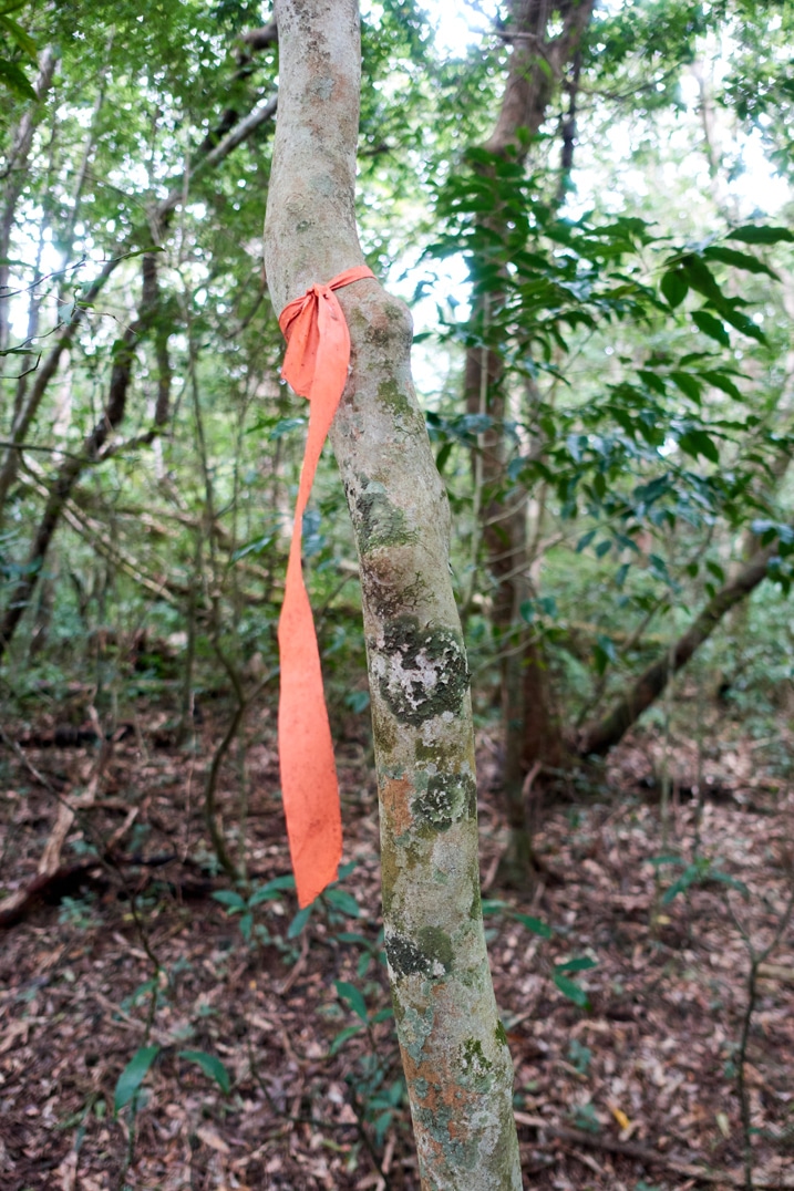 Orange ribbon tied to a thin tree