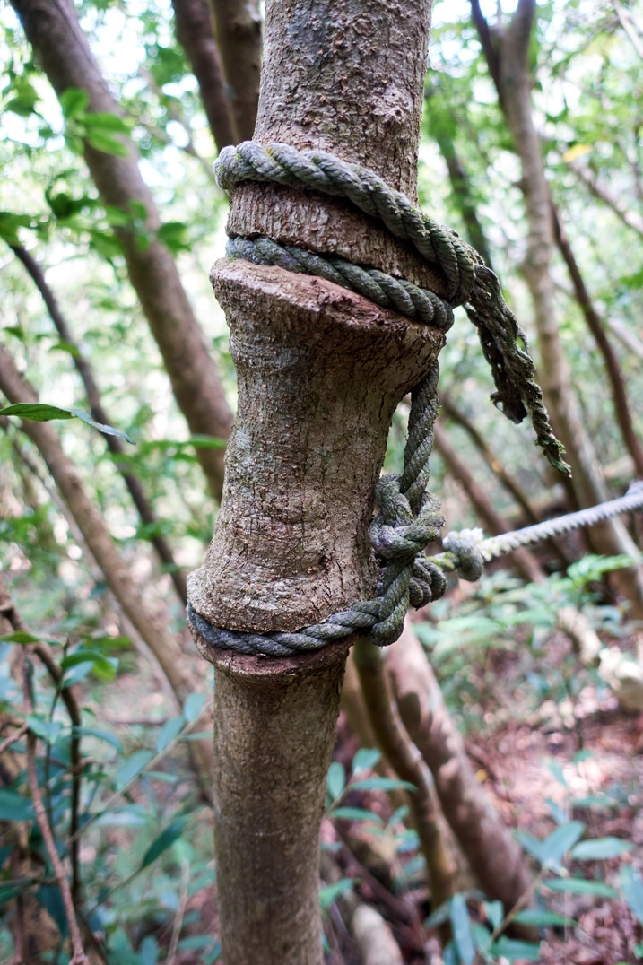 Old climbing rope around tree - tree growing around the rope