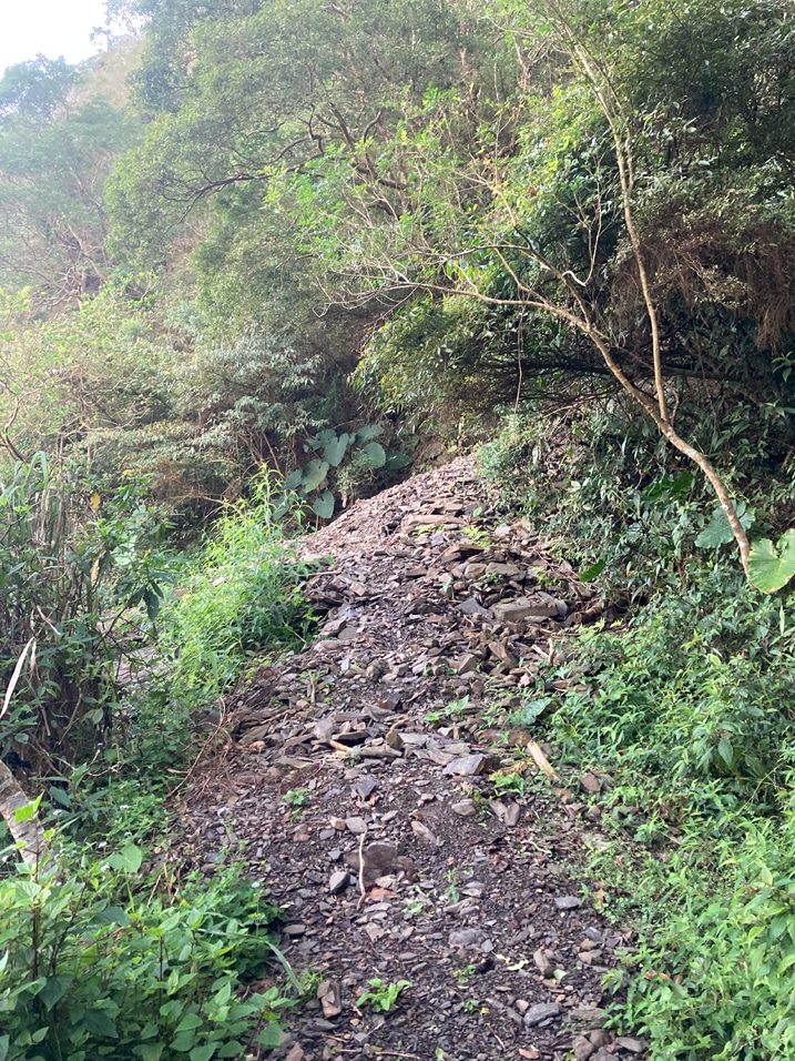 Landslide - trail leading to it - trees and plant growth all around