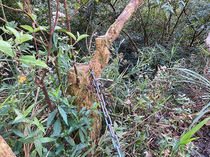 Chain attached to a tree