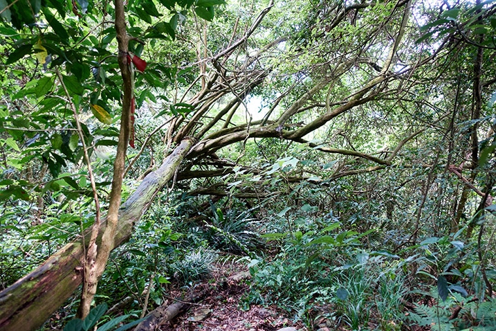 Fallen tree next to mountain trail