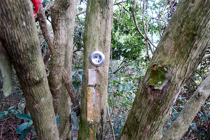 Metal sign and bottom of soda can attached to tree - chinese on the signs