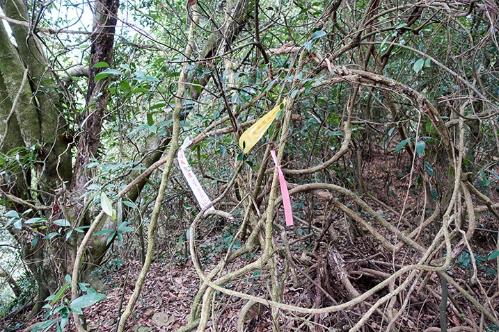 Several ribbons attached to tangled vines