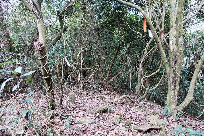Somewhat open area surrounded by trees and vines - 日湯真山西南峰 - RiTangZhenShan Southwest Peak