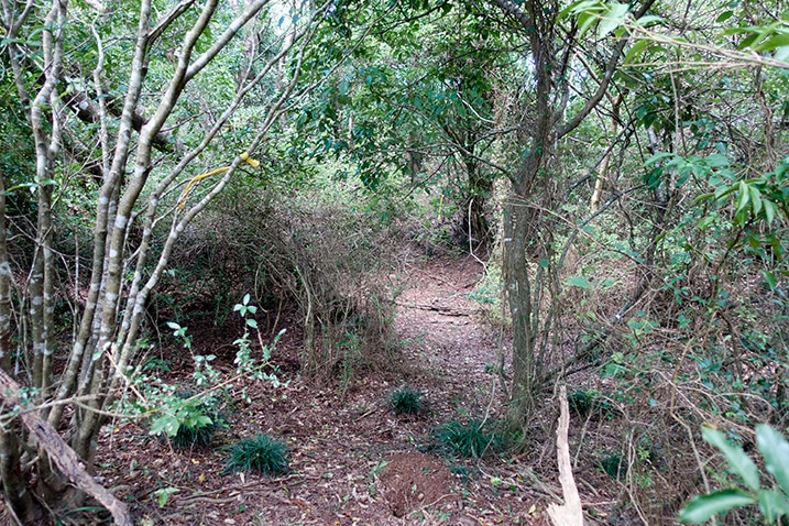 Mountain trail with trees on either side