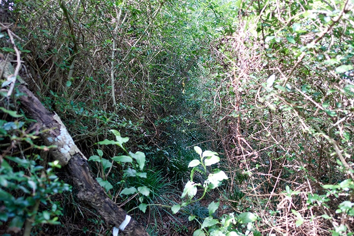 Path through many vine-like tangled trees