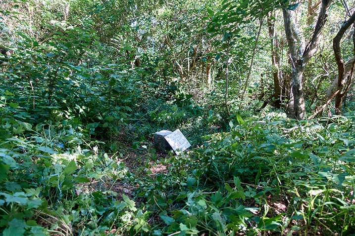 Triangulation stone of ZhongXinLunSheShan 中心崙社山 surrounded by overgrowth