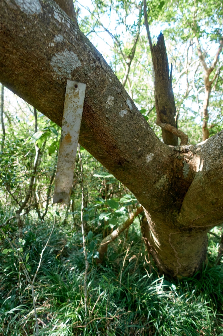 Long rectangular sign attached to tree