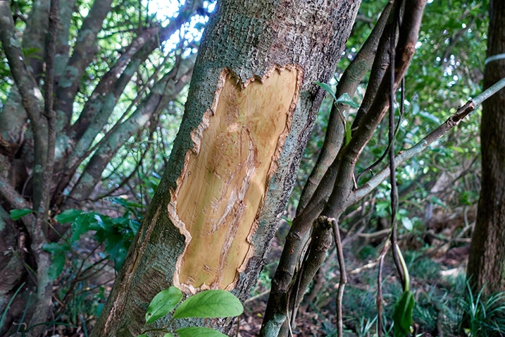 Tree with bark stripped by animal