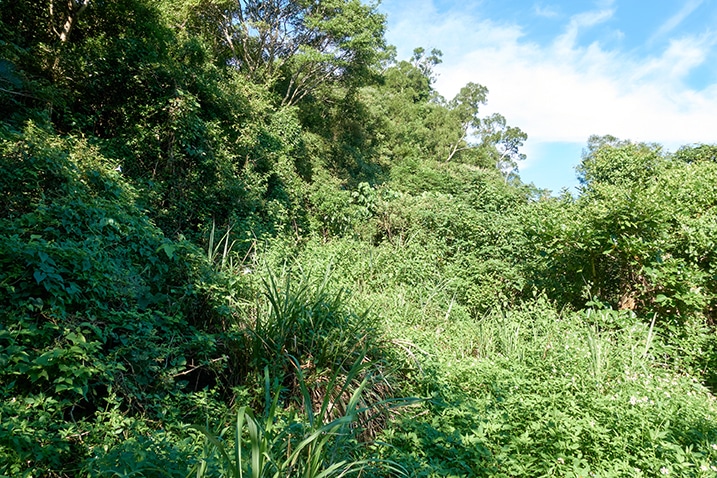 Old mountain road to PingBuCuoShan - 坪埔厝山 now overgrown with tall grass- Trees on left side