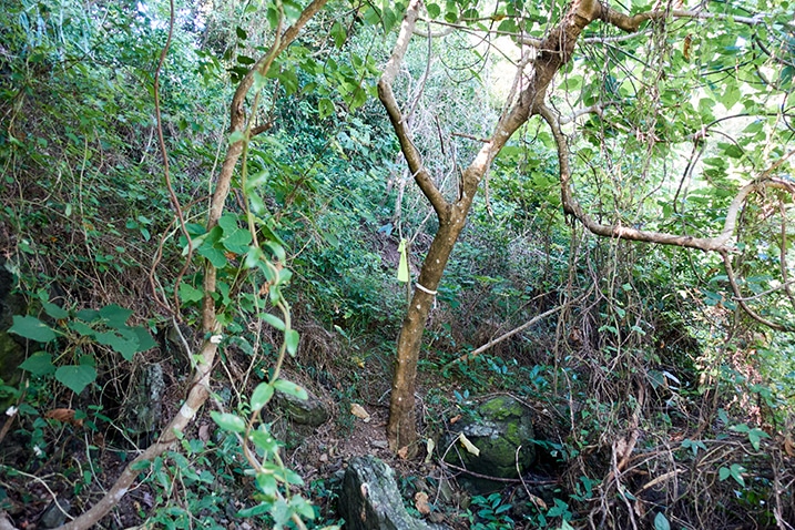 Many trees, vines, jungle - PingBuCuoShan - 坪埔厝山