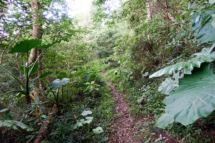 Single track trail surrounded by trees and overgrowth