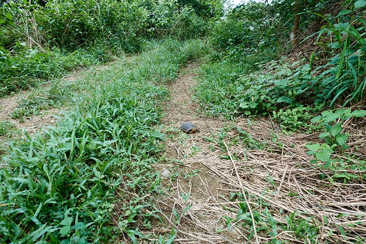 Turtle on dirt road - grass and trees