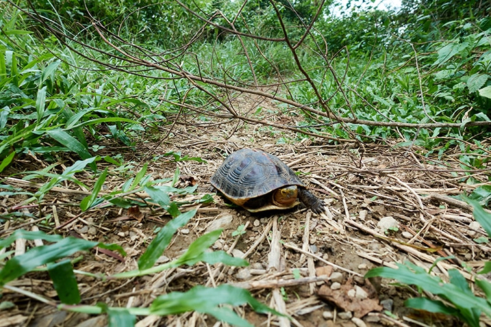 Turtle on dirt road - grass and fallen branch