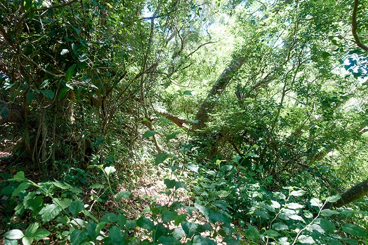 Mountain jungle trail - trees on either side
