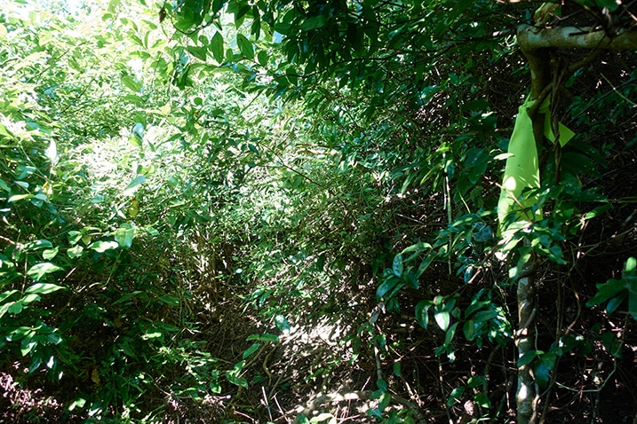 Dense jungle - trail ribbon attached to tree on right - PingBuCuoShan - 坪埔厝山