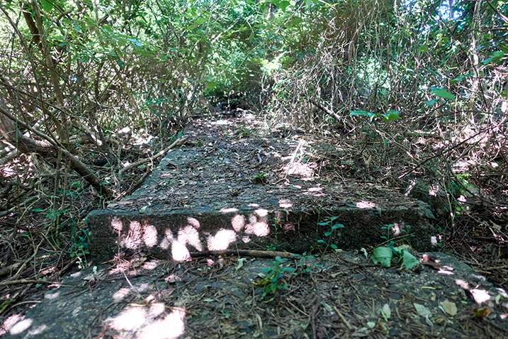 Closeup of concrete stairs going up mountain - overgrowth all around it - PingBuCuoShan - 坪埔厝山