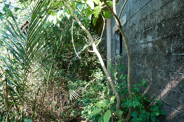Side of building in the jungle - trees and plants overgrown - PingBuCuoShan - 坪埔厝山