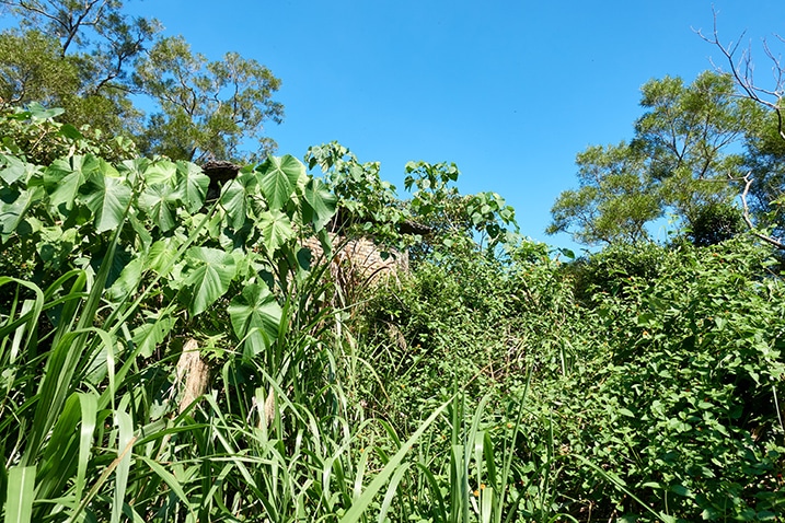 Overgrowth and blue sky - jungle - brick building in background - PingBuCuoShan - 坪埔厝山