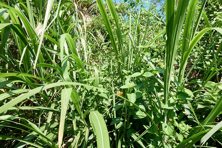 Tall grass and overgrowth jungle - PingBuCuoShan - 坪埔厝山