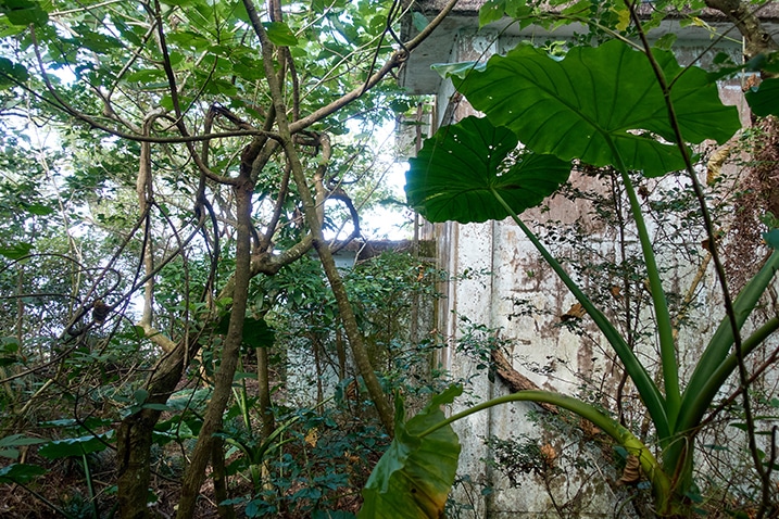 Side of abandoned building - many plants and trees growing all over - PingBuCuoShan - 坪埔厝山