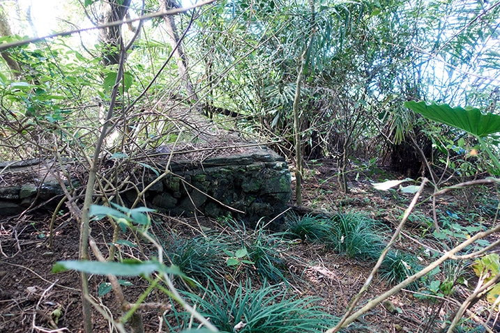 Low stone wall covered by the jungle