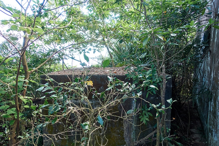 Large concrete box covered in overgrowth
