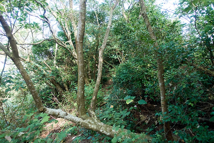 Overgrown mountain trail - fallen tree