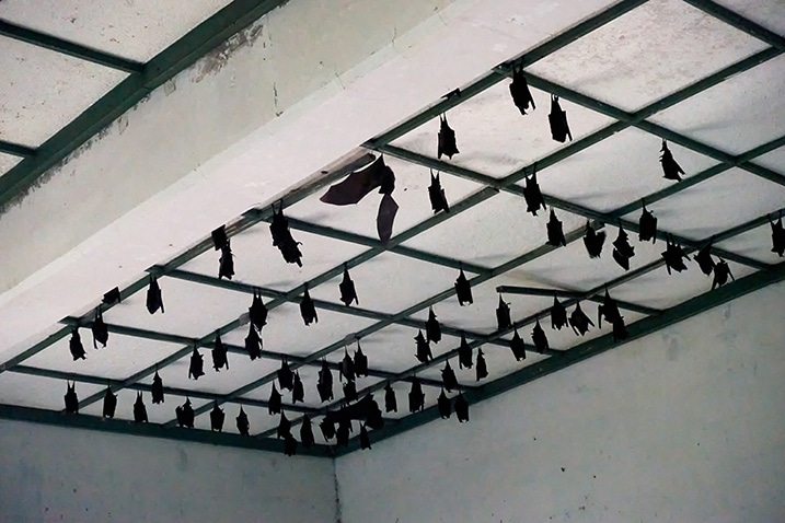 Many bats hanging from a ceiling
