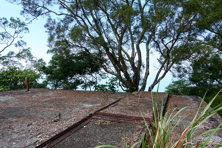 Roof of abandoned building - trees growing near top