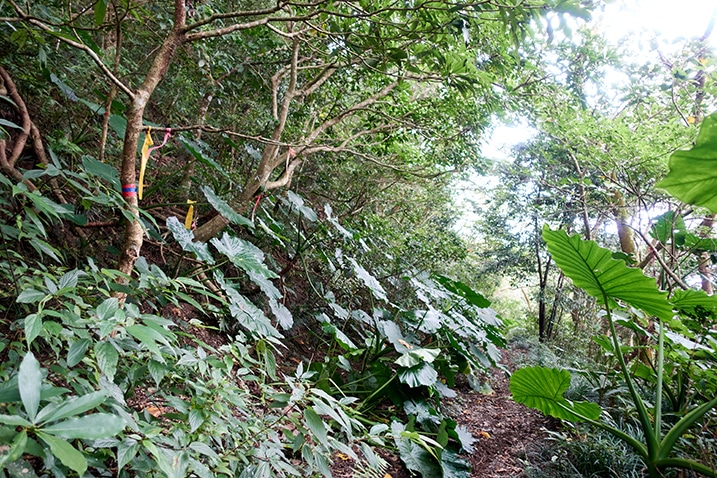 Single track trail to the right - jungle on the left