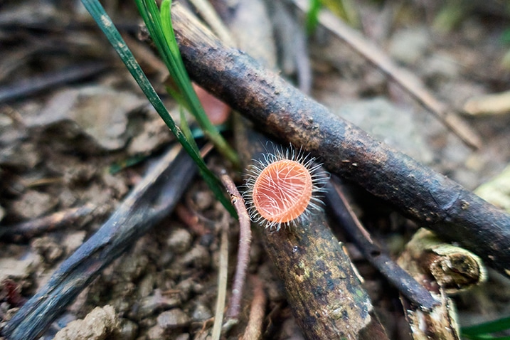 Closeup of Cookeina tricholom - Bristly Tropical Cup - Red Hairy Cup