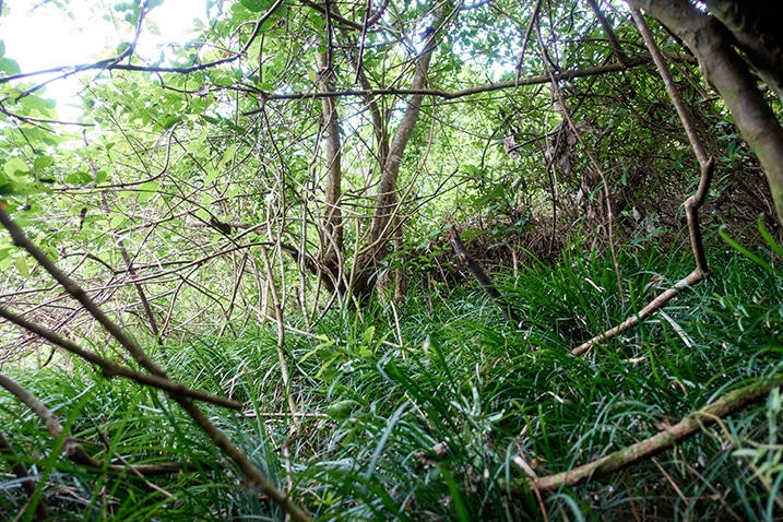 Many trees and vines - tall grass on the ground