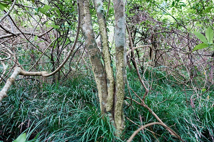 Tall grass and many vines - tree in middle