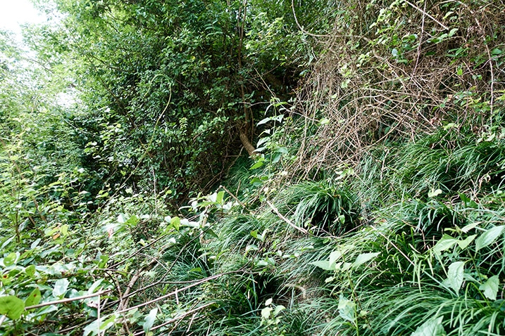 Massively overgrown mountainside - trees, many vines, and grass