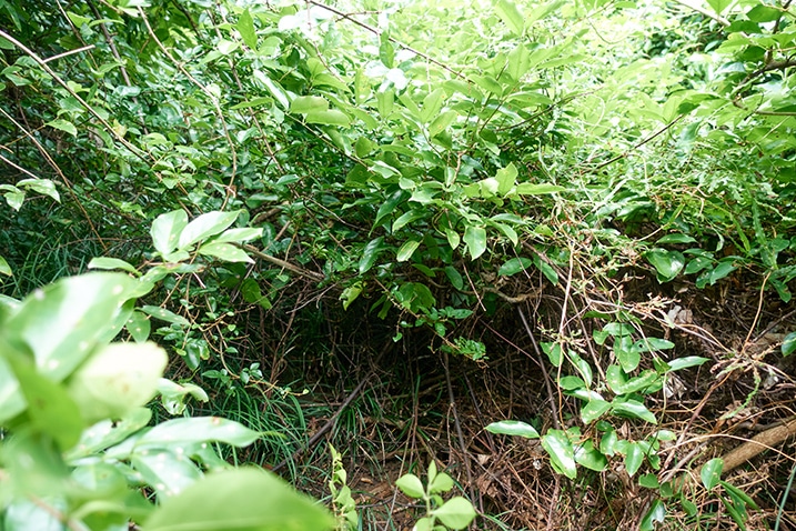 Overgrown mountain ridge - many tall plants