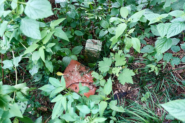 Triangulation stone for Caoshan - 草山 and red sign next to it hidden by many plants