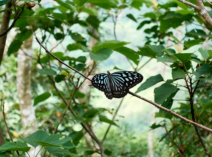 Butterfly on small tree branch