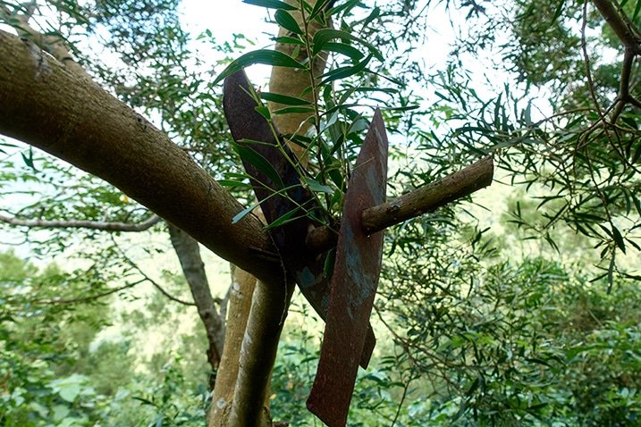 Two metal "blades" attached to tree branch