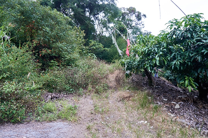 Mango tree on right - trail into woods beyond