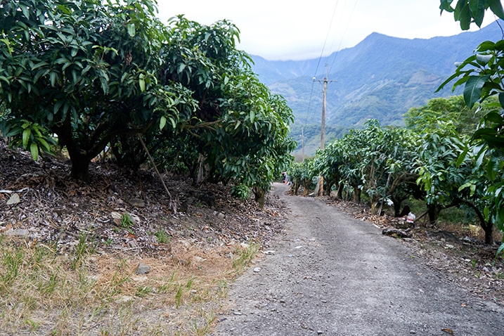 Mountain farm road - mango trees on either side of the road - mountains in the distance