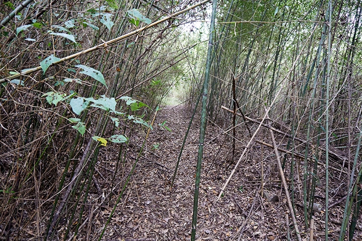 bamboo forest with path in the middle
