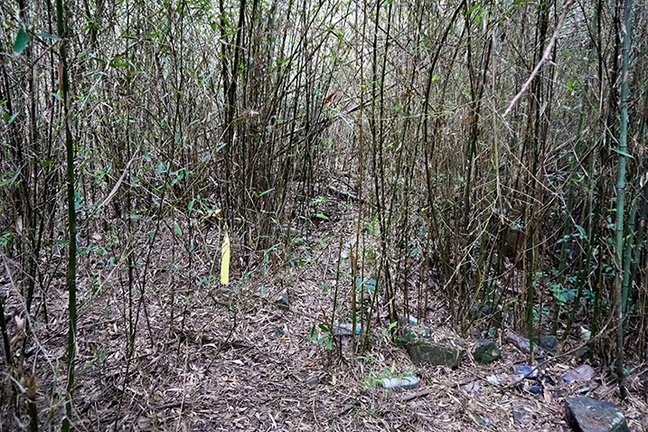 Bamboo forest with path in middle - yellow ribbon tied to bamboo